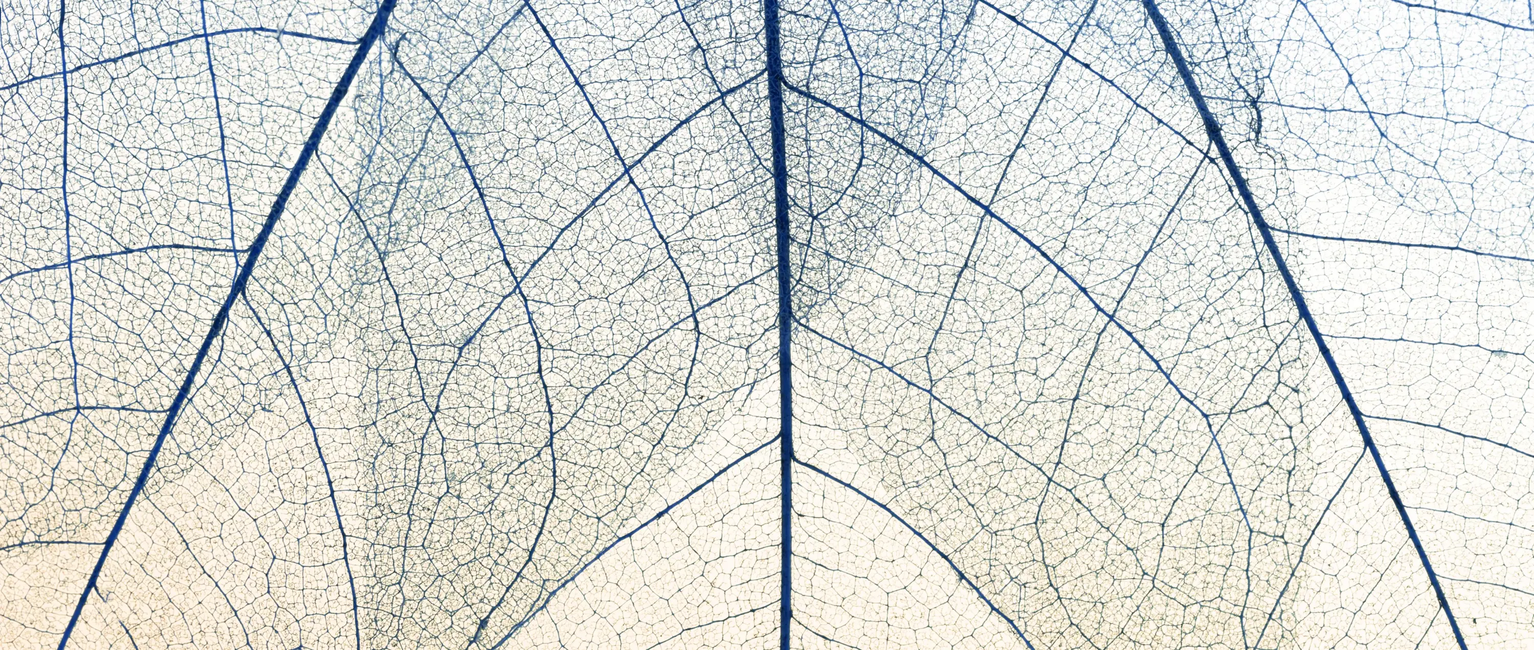 Struttura di una foglia che mostra una rete organica, così l'Experience Architect crea connessioni che alimentano l'intera esperienza utente.