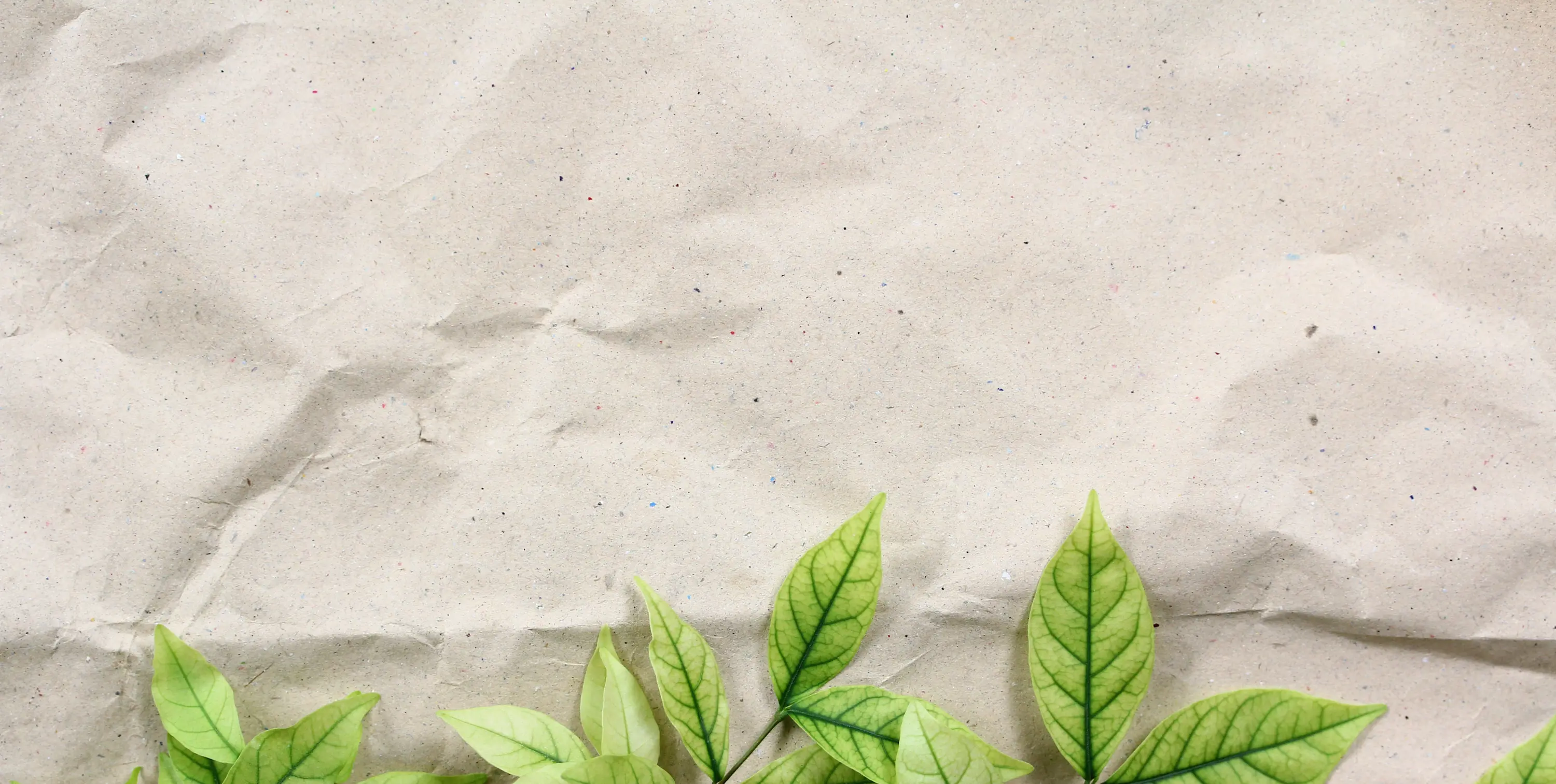 Carta con foglie di pianta appoggiate sotto