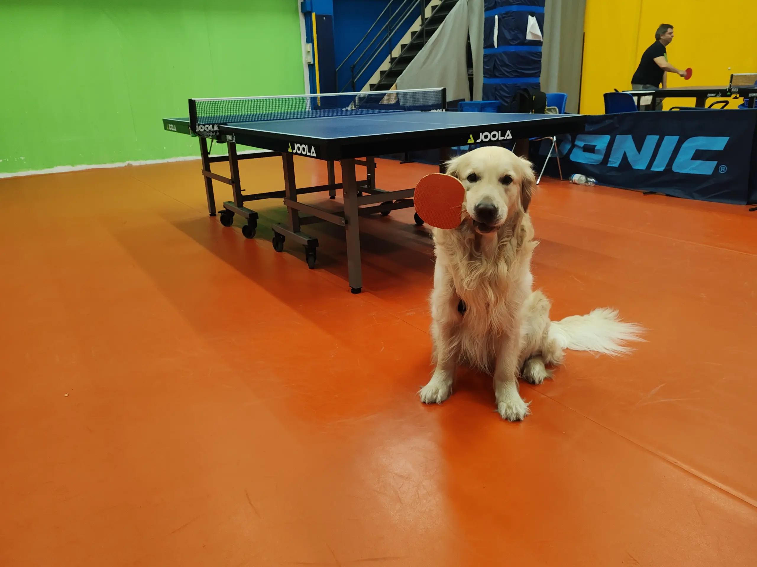 Golden Retriever in una palestra di tennistavolo