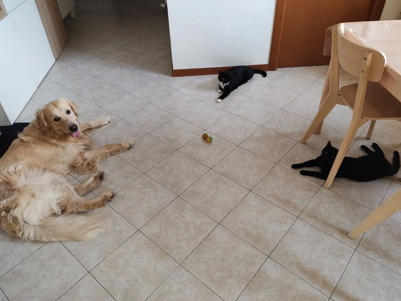 Golden retriever e gatti che convivono pacificamente